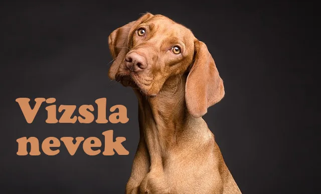 vizsla nevek