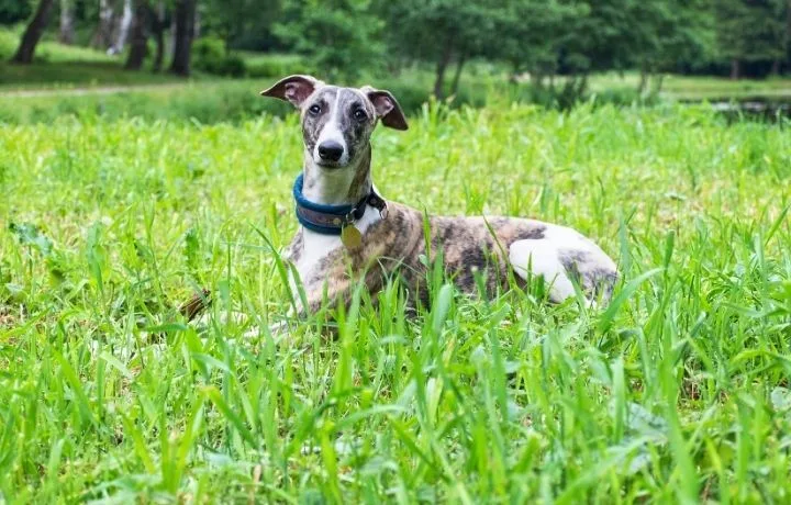 whippet