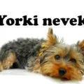 yorki nevek