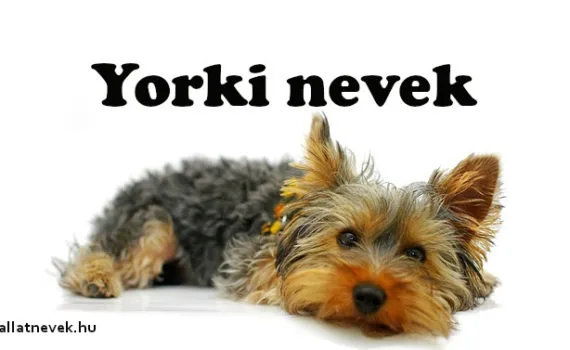 yorki nevek