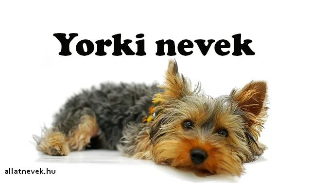 yorki nevek