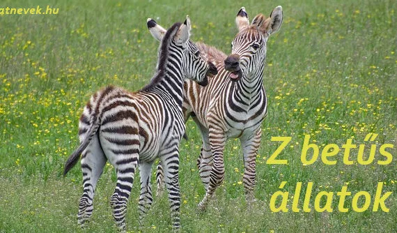 z betűs állatok